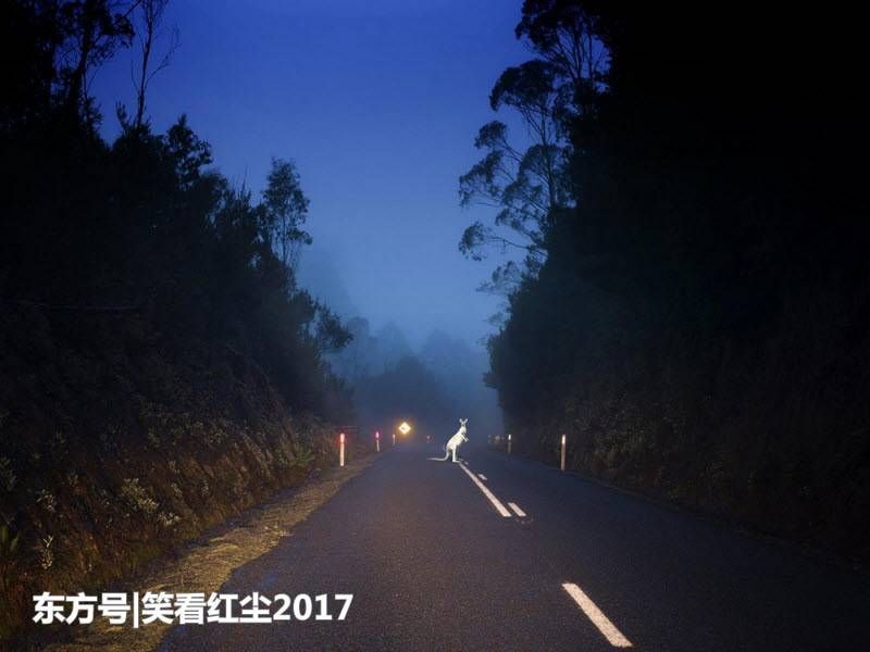 来自澳大利亚的有趣照片 来自澳洲的那些趣事，袋鼠乱穿马路，蛇