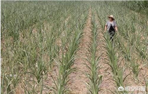 东北地区持续干旱，玉米产量或将受影响，玉米价位值得看好