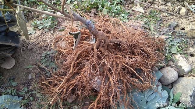 春季苗木种植时节网络购买树苗一定多加注意，尽量实地看货最保险