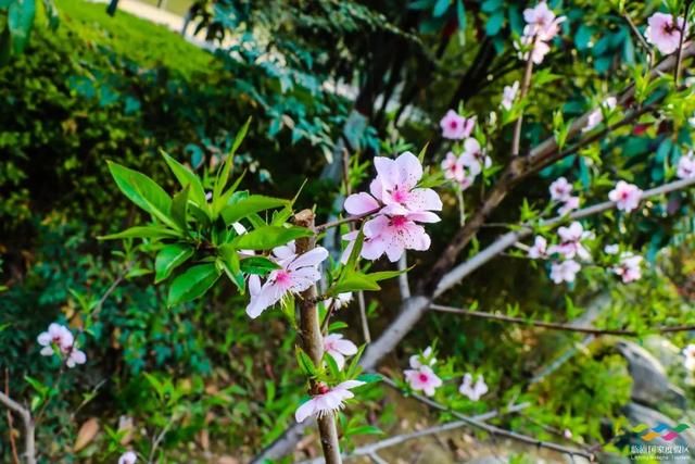 春满中国 醉西安｜春游好去处：在临潼度假区芷阳广场听见花开的