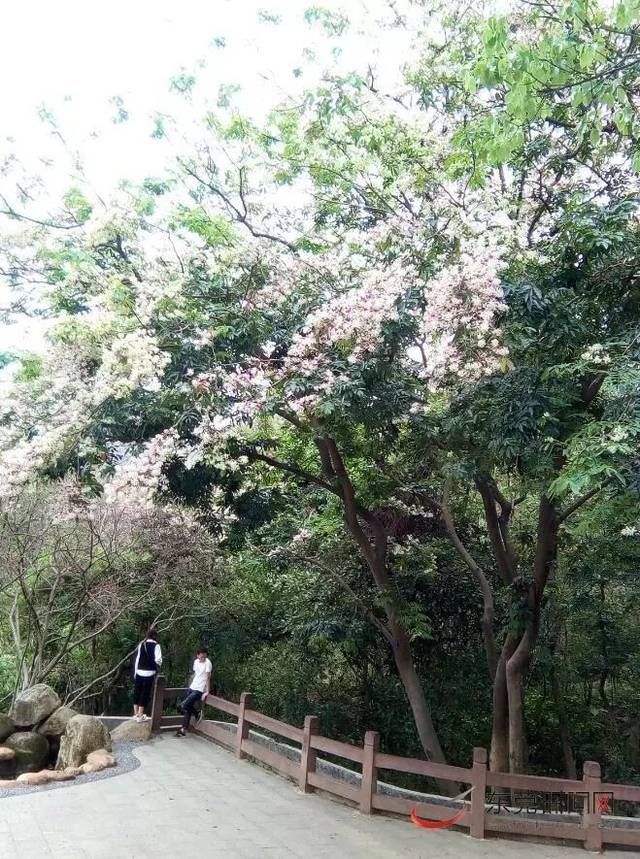 美呆了！5000亩短萼仪花盛放！快到东莞这里来一睹“花容”