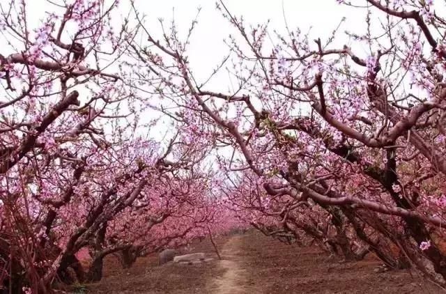 大四川七彩花海要美炸了？最新赏花地图在此，请收好！