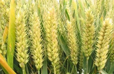 我国完成小麦A基因组测序和图谱绘制
