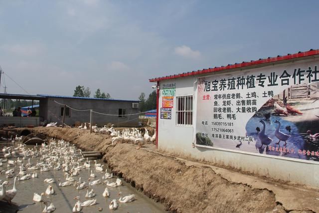 河南淮滨：鹅鹅鹅，奏响养殖致富歌