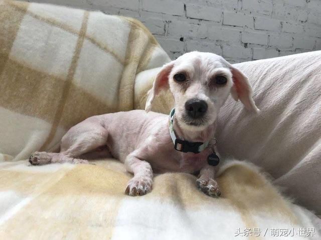 浪浪全身毛发打结连路都走不动,卸下皮毛后止