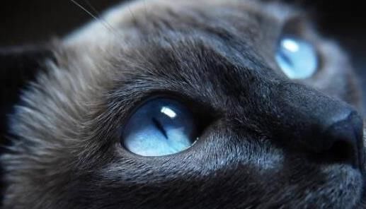养猫的诡异禁忌黑猫:养猫的人注意了