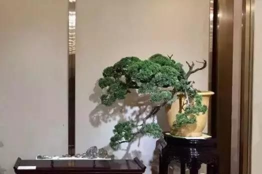 苍枝傲骨匠人心盛影蛟老师谈盆景艺术