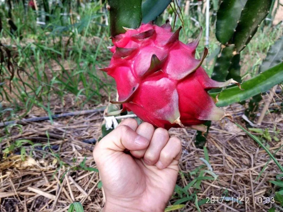 谁说火龙果只能在南方种?北方种植才更赚钱!