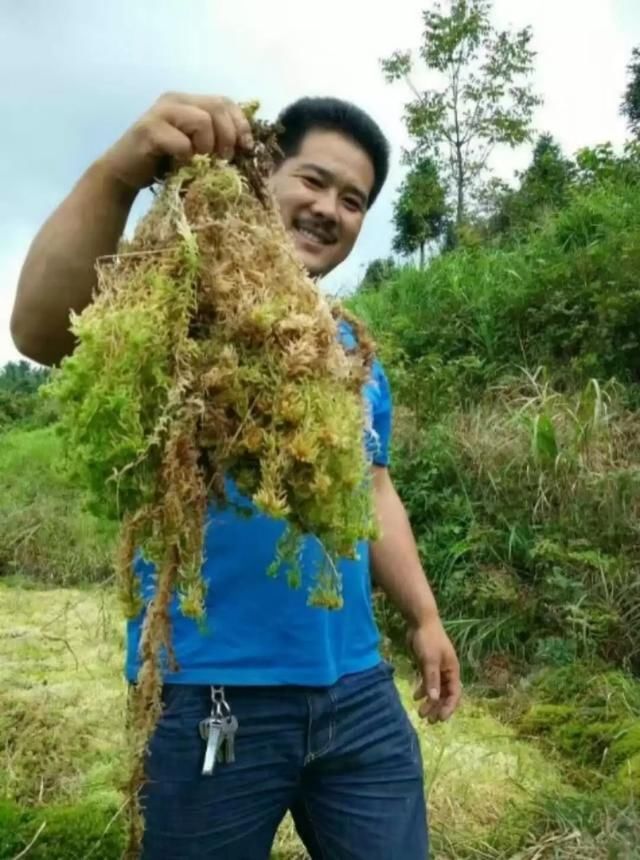 瑶乡致富新途径，种植水苔每亩年产值最高可达5000元