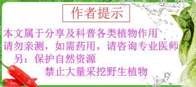 农村这种野草“珍贵稀罕”当年不是你，我爷爷可能还没康复，谢谢