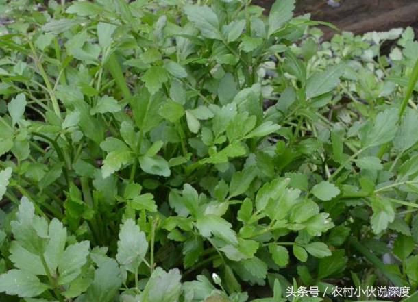 农村这4种很美味的野菜，90后未必全吃过，00后没见过