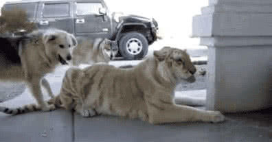 就喜欢这些成精的狗子,每天都能哈哈嘿嘿