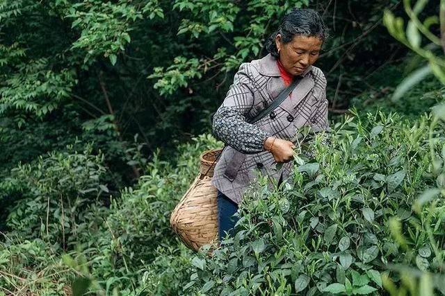 2年寻遍10余省，拜访数十位茶人，全中国最好喝的春茶都在这里了