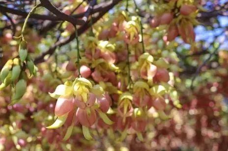 周六免费!广州附近这片禾雀花海没爆了,千万别错过了...