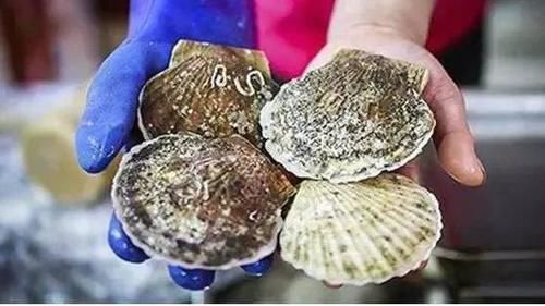 獐子岛扇贝为什么死