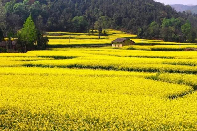 春天看油菜花，在四川不可错过这些金色花海！