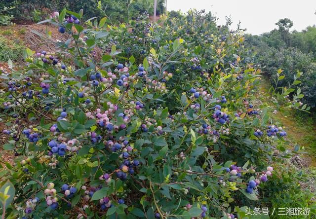 长沙南部有个蓝莓基地，果大微酸带甜味，初夏已进入盛果采摘期