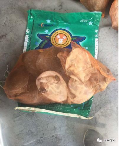 6个月产量翻了3番,亩净利润超5万,甲鱼全生态