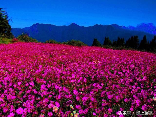 绝美花海为你，许下美丽的心愿