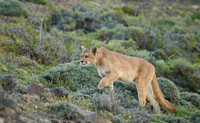 世界最佳旅游冒险目的地:智利