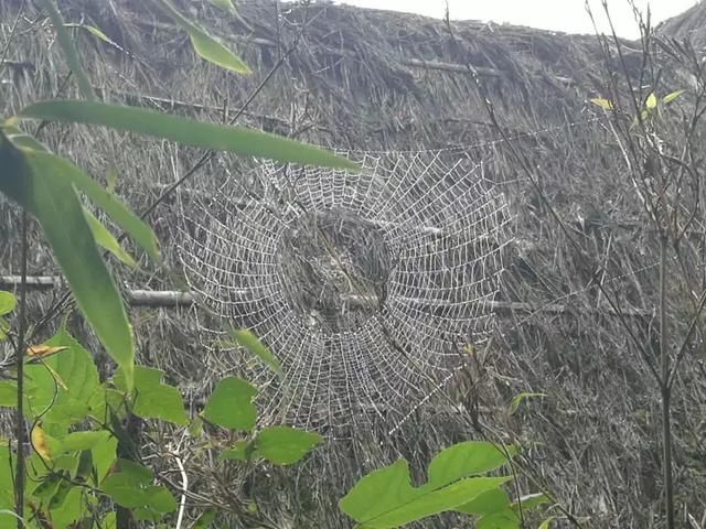 天台山的七只蜘蛛又美又有禅意！