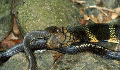 世界第一毒蛇,大到难以置信,强到不可思议