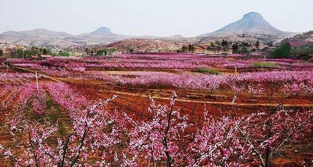 2018山东各地最实用的赏花指南！看这一篇就足够了！快去感受春天