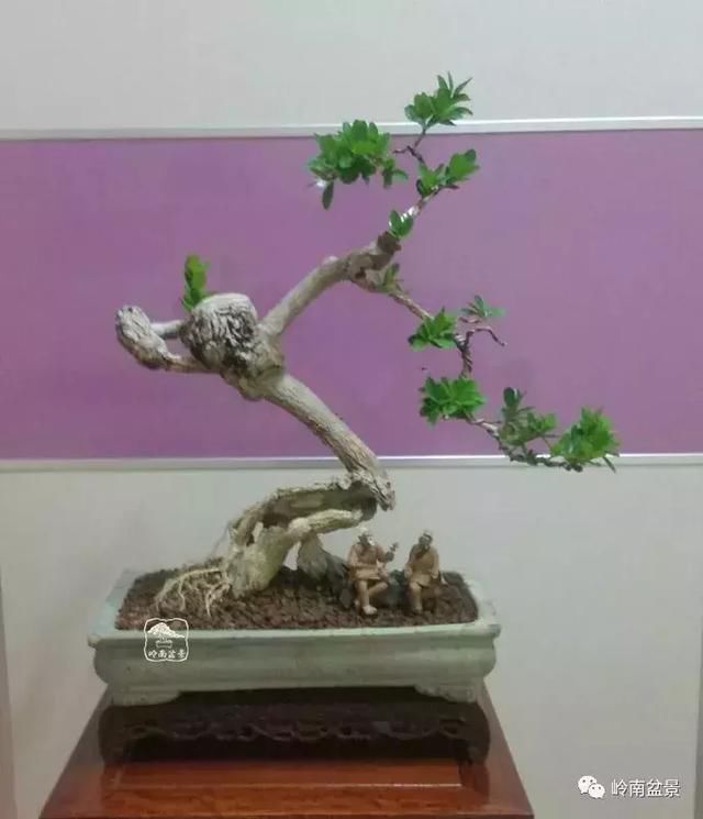 一组海岛黄杨盆景作品欣赏 感谢大自然的慷慨馈赠