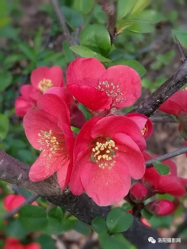 洛阳隋唐春来到，海棠园里花盛开，一片火红世界