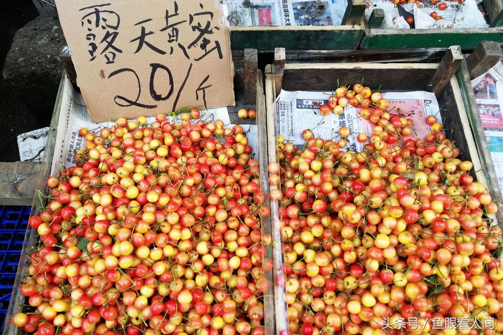 樱桃上市越来越多 价格逐步下降 村民自家种的樱桃最低10块钱一斤