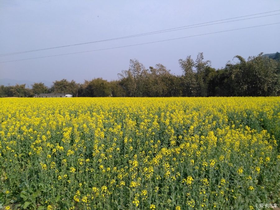 2018年春节粤北韶关赏花，火山上的油菜花 。