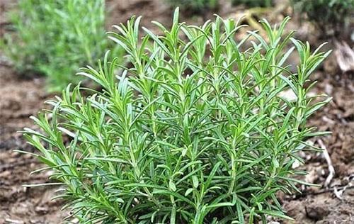 脸上有这5状况,是螨虫从毛孔喷涌而出,爬到脸