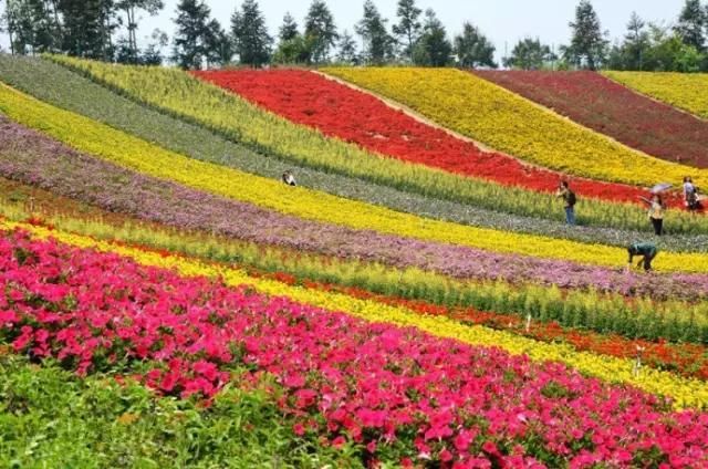 厦门一年四季都有花海，唯独春天最是浪漫