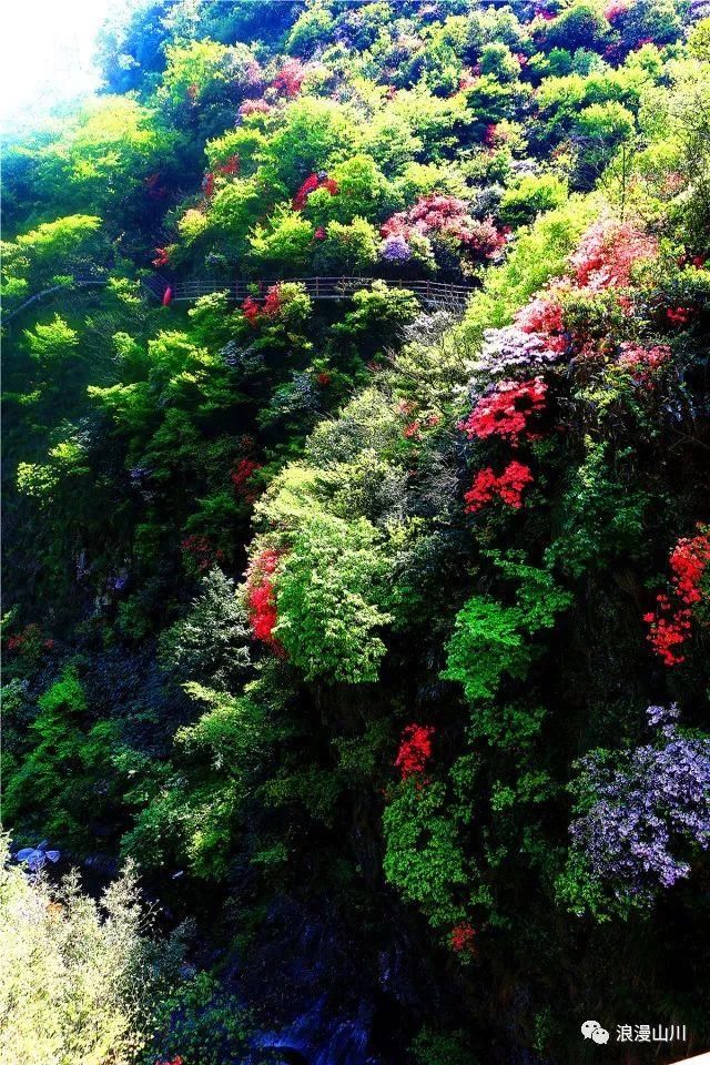 震撼!山川峡谷映山红,绵延数公里!