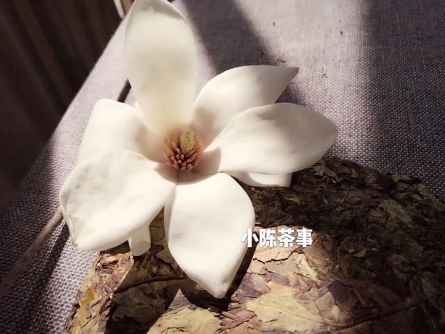 茶该如何收藏呢?满足收藏条件的白茶,请留意三