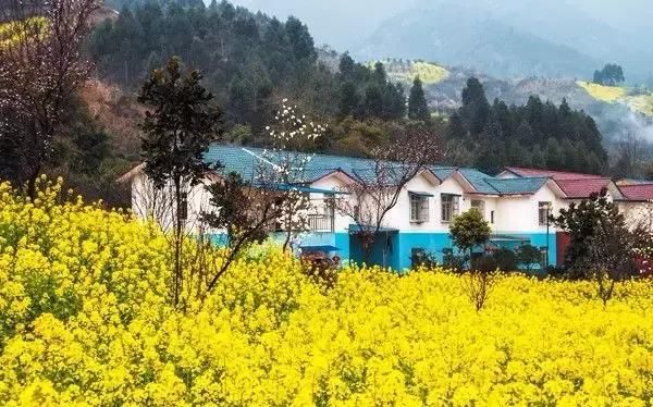 全部免费看!成都郊区7处油菜花海相继绽放,最大的竟有10万亩!