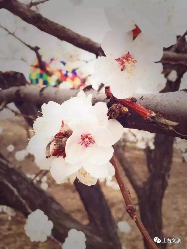 乡约大雁滩，杏好有你来第四届杏花旅游文化节盛大开幕!美好的时