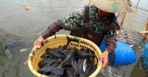 中国吃货拿它毫无办法,越南老哥却成为克星,将其吃到灭族 电子游艺棋牌游戏中心