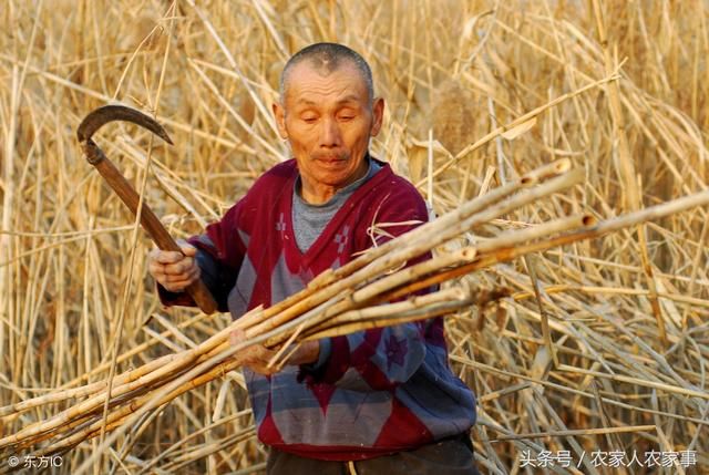 农村劳动力“老龄化”背后的困惑和危机!