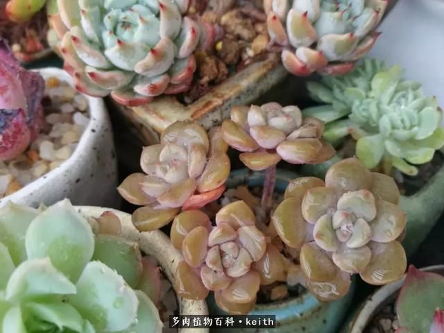 广东美肉,时间终究会给我们完美的馈赠!