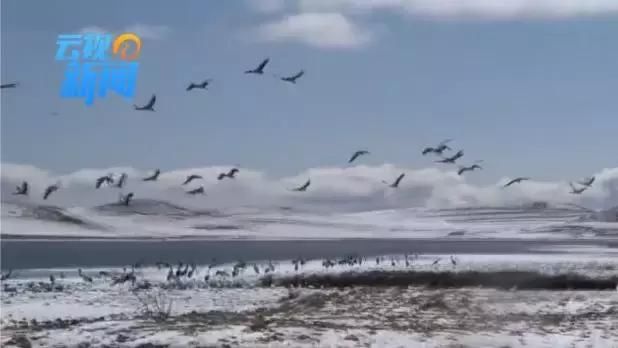 一边花开 一边下雪 云南现轿子雪山观“雪中花”雾凇奇景