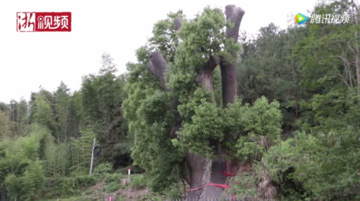 十年前900岁老樟树因建滩坑水电站而移民 现在还好吗