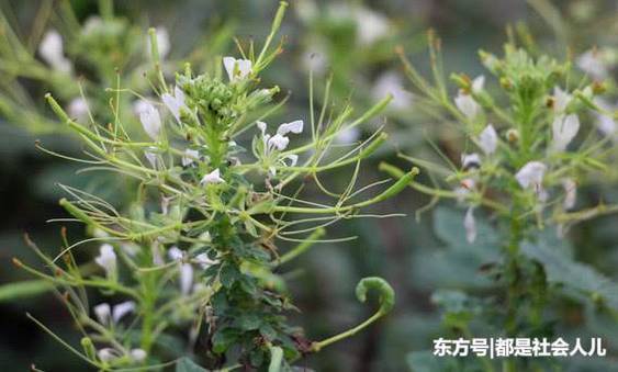 这种野菜城市菜市场1斤100元,而农村人却拿来