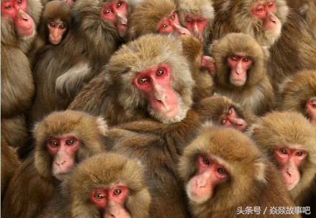 两人上山抓松鼠被一群猴子管闲事抢走了铁笼子和猎枪