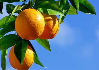 婴儿可以吃橙子吗?