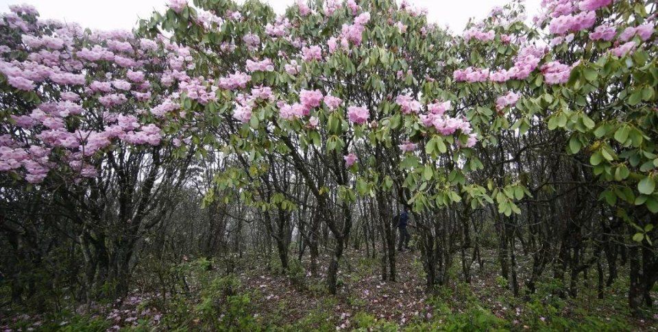 阳明山十万亩杜鹃燃爆 “五一”小长假 本周末仍是最佳花期
