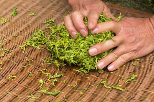 安徽西黄山茶博园,占地100余亩,茶树品种达60