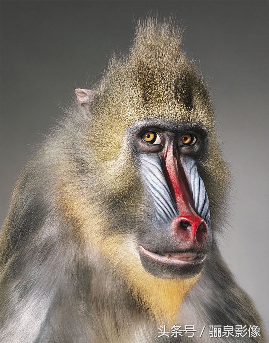 Tim Flach:唤起怜悯之心 充满人性的动物肖像