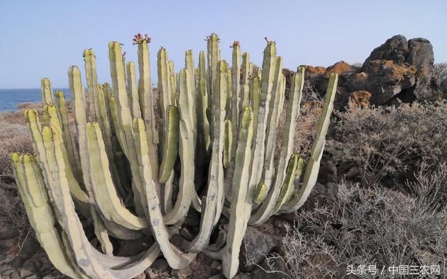 为什么沙漠里不大范围种植仙人掌？