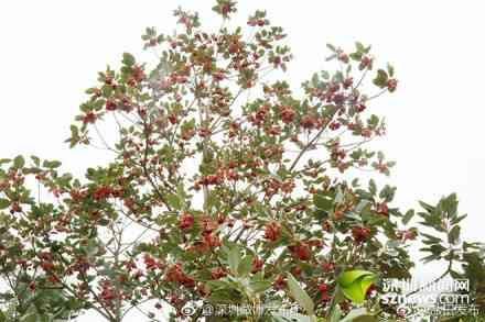 盐田区各种时花陆续进入盛花期 赏花踏春游玩正当时